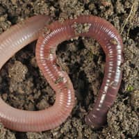 earth-worm-millipede-chemtec