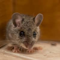 Want To Really Rodent Proof Your Nj Home Chemtec Pest Control