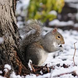 squirrel-in-new-jersey-back-yard