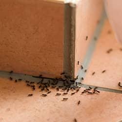 ants-in-essex-county-home