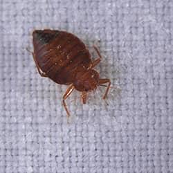 bed-bug-in-essex-county-home