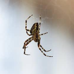 house-spider-in-nj-home