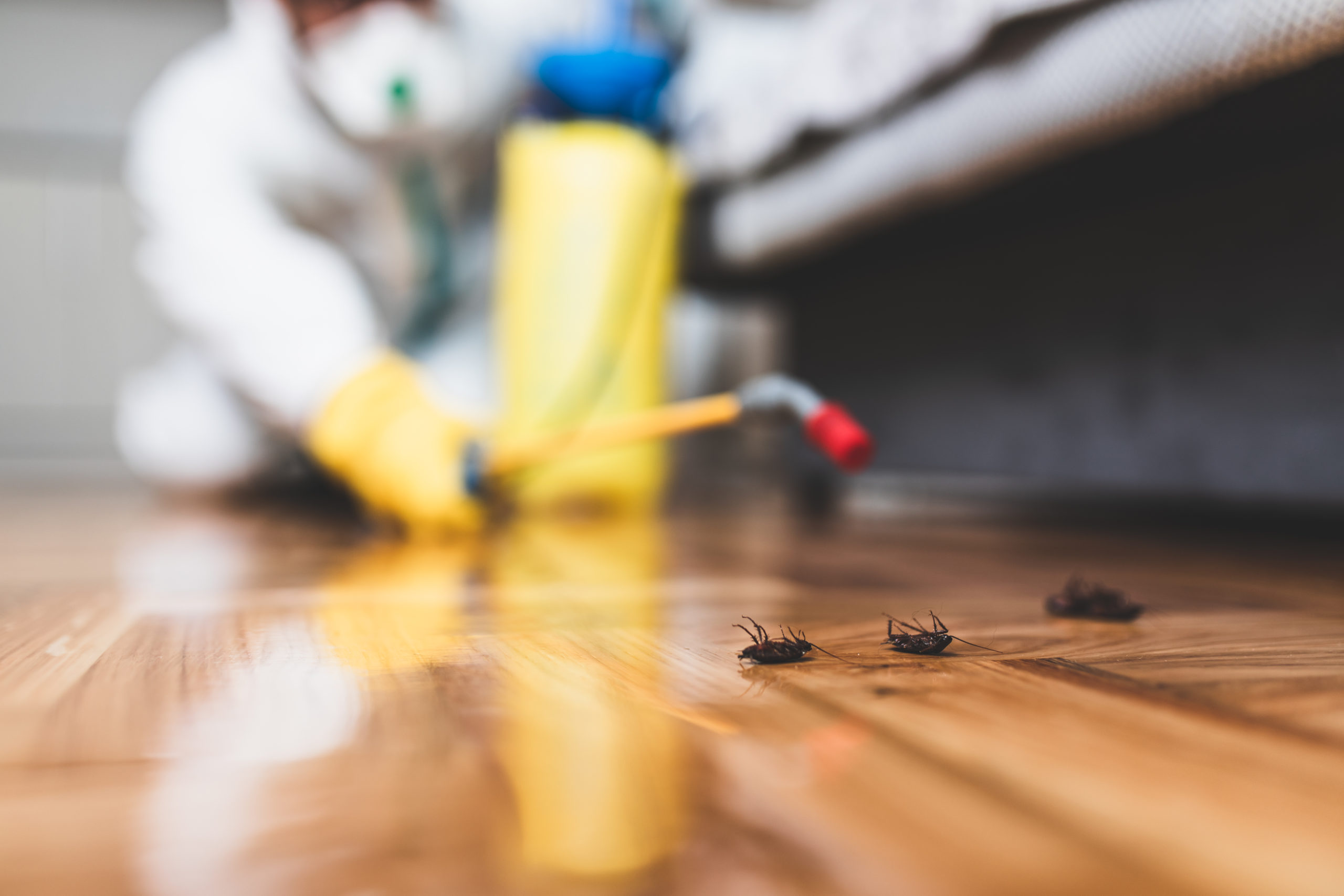 cockroaches in house being exterminated