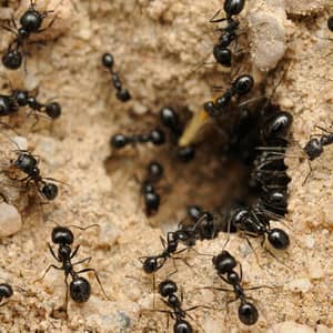 carpenter ants going into the ground