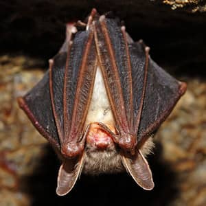 small bat sleeping upside down