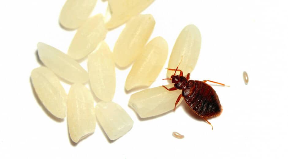 bed bug eating rice next to eggs