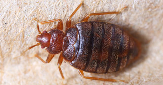 Image of a big bed bug