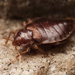 bed bug on a rock