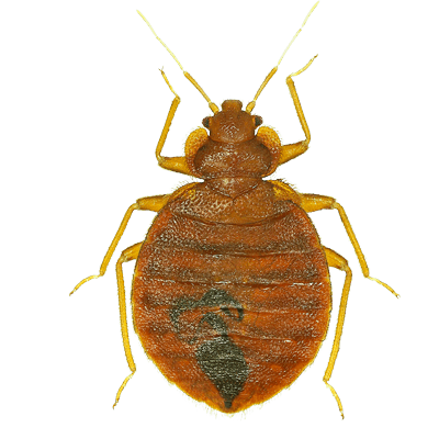 bed-bug-in-new-jersey picture of bed bug on black background