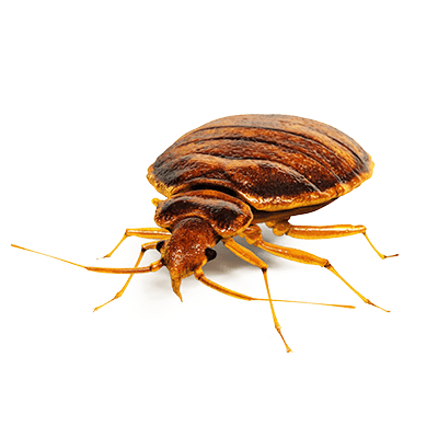 bed-bug-in-nj image of bed bug on a black background