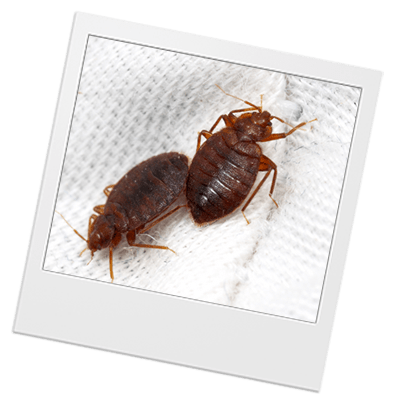 bed-bug-photos two bed bugs next to each other on bed sheets