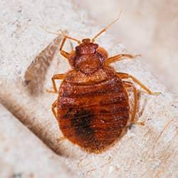 bed bug on a sheet