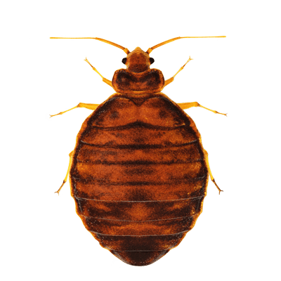 bed-bug wide bed bug on a background