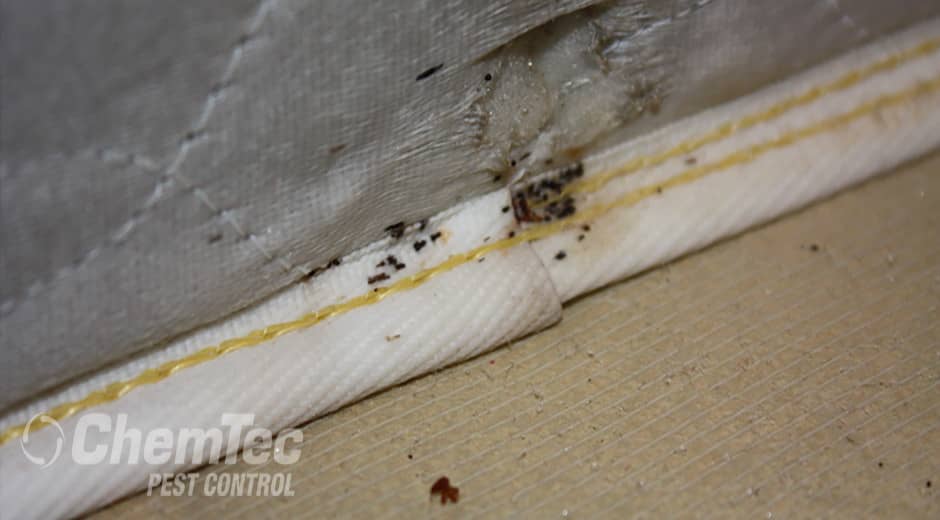 bed bugs hiding in the seems of a mattress