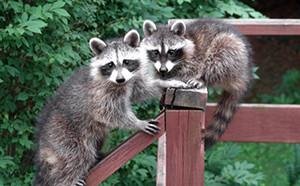 two racoons on a porch railing