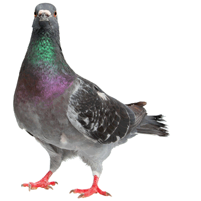 picture of a pigeon
