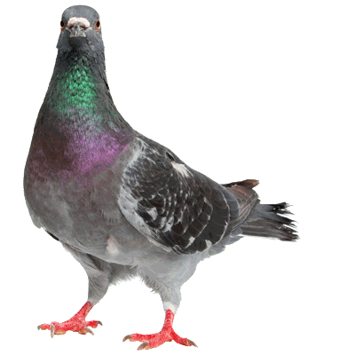 bird-control picture of a pigeon