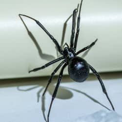 black widow spider climbing on a wall