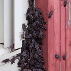 group of box elder bugs climbing a wall