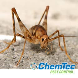 Crickets Archives Chemtec Pest Control
