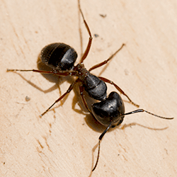 carpenter ant inside of a home