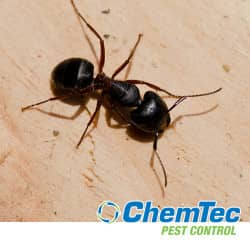 black carpenter ant with chemtect logo