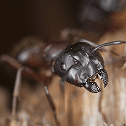 black carpenter ant with pinchers