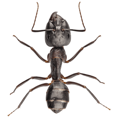 carpenter-ant-isolated