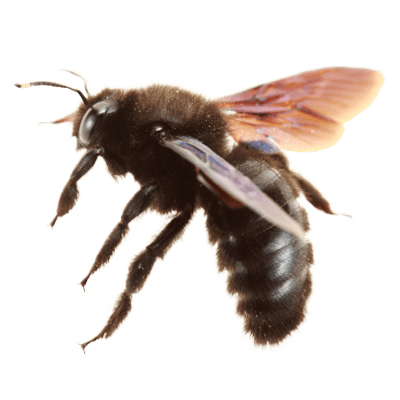 carpenter-bee