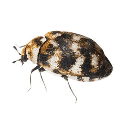 carpet-beetle