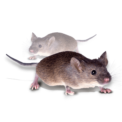 chemtec-mouse