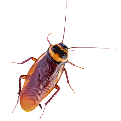 cockroach-up-close