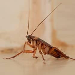 cockroach in new jersey home