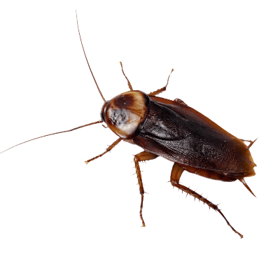 cockroach