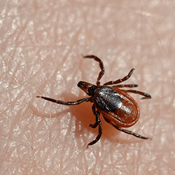 Dangers Ticks Pose to New Jersey Residents and Pets