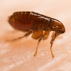 How Fleas Could Be Getting Inside Your NJ Home