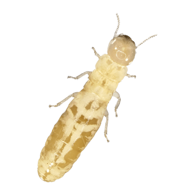 isolated-new-jersey-termite