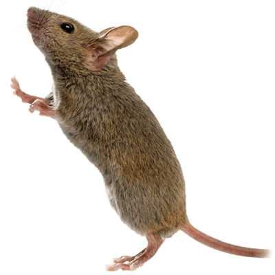 mice-in-new-jersey