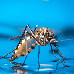 pest control essex
