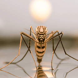 mosquito essential seven union protection county tips water