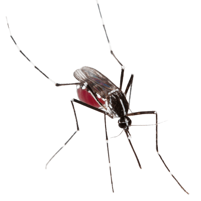 mosquito