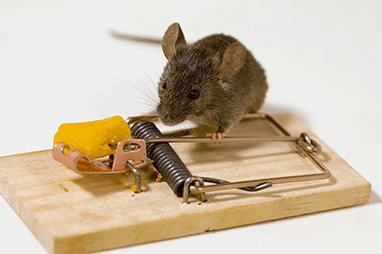 mouse-near-trap