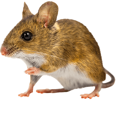 Mice In Your Attic Sounds Rodents Make In Your Home Pest Control Services Burlington Oakville Pest Extermination