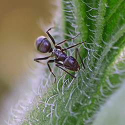 Are Odorous House Ants Dangerous?