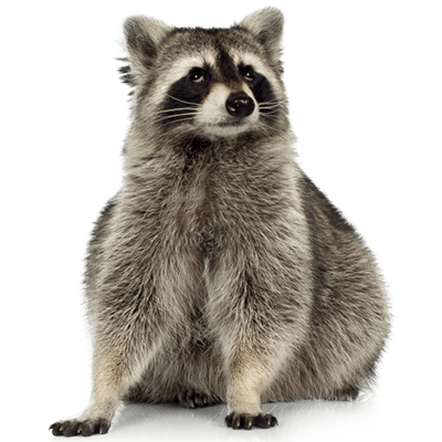 raccoons-in-nj