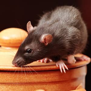 New Jersey rat on top of a pot.