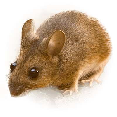 rodent-control