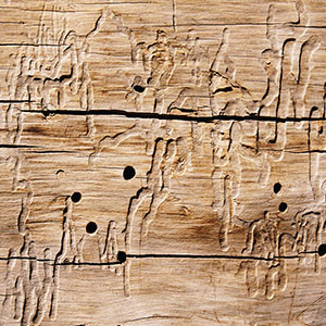 termite-damage
