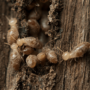 termite-infested-wood