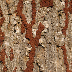 termite-mud-tubes
